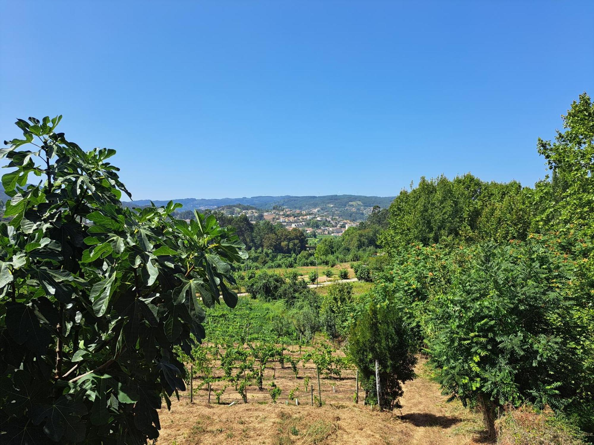 Quinta De Carcavelos Agroturismo E Enoturismo Celorico De Basto Exteriör bild